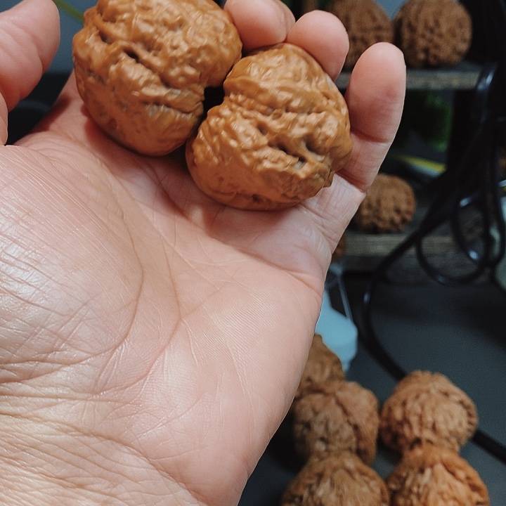 40蛤蟆头红皮果太飘亮了