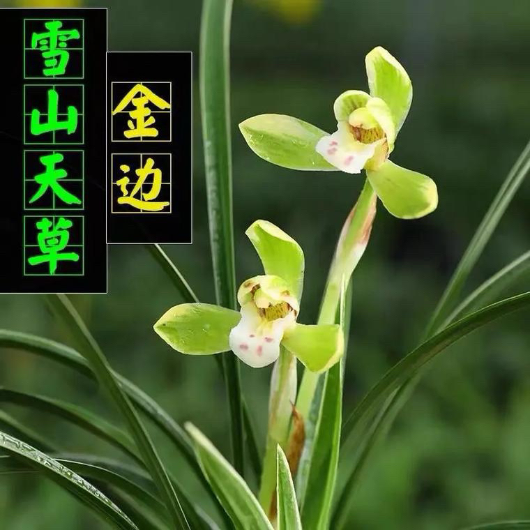 春兰【雪山天草】春兰名品 叶带银边 花艺共赏