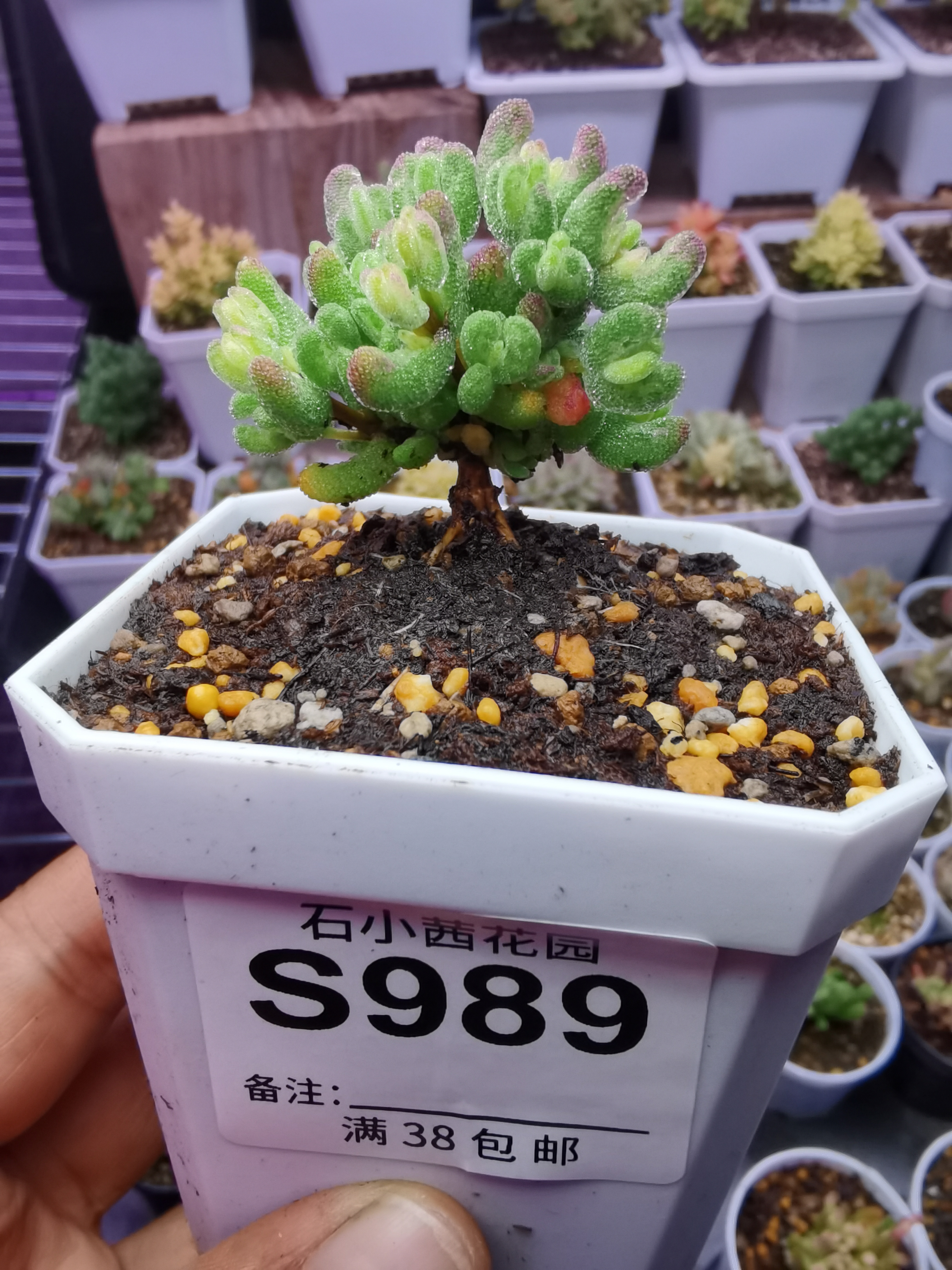 柒专拍折后多肉植物枝干番杏月曲