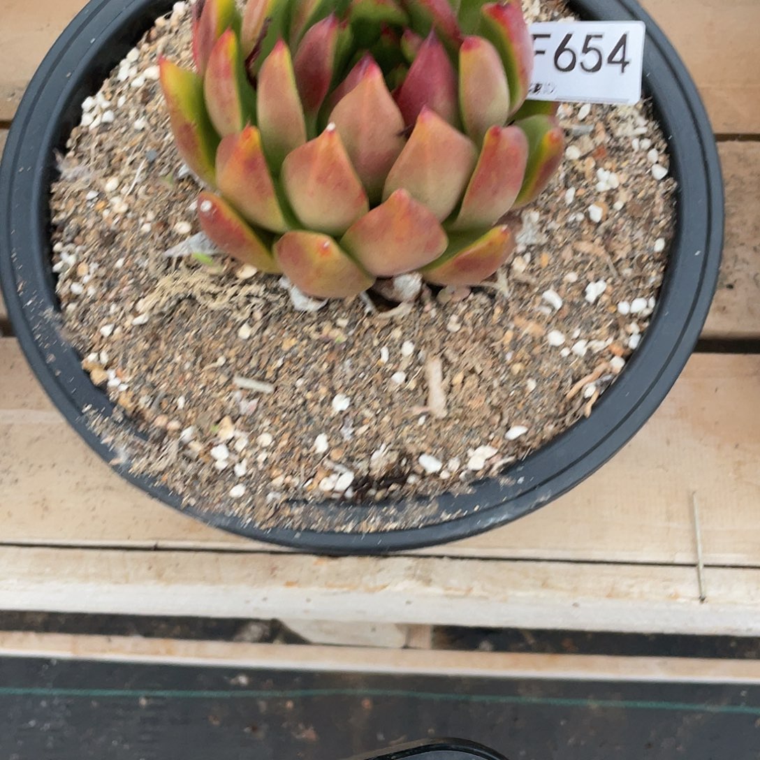 若如东云多肉单拍F665