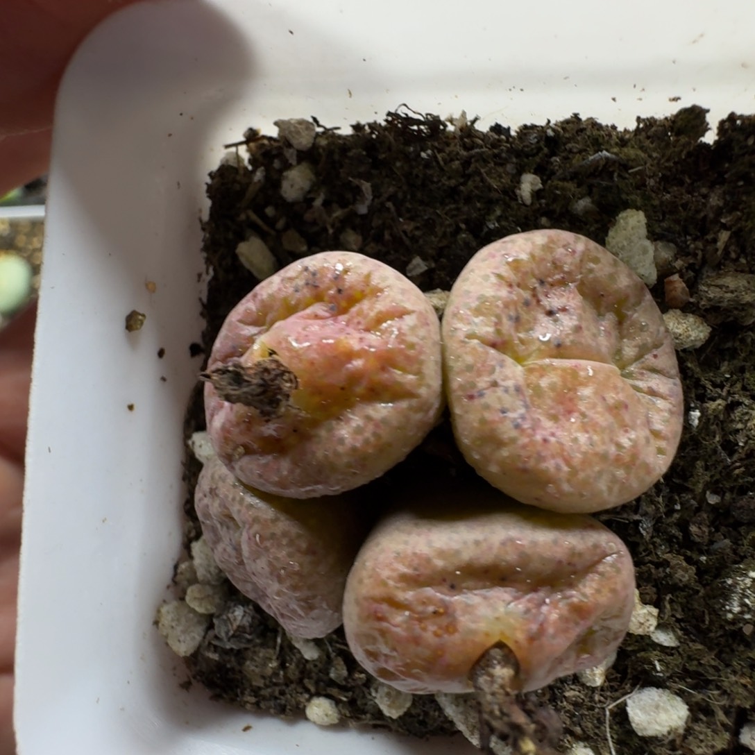 2886。肉锥杂一群