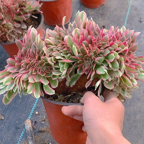 681女巫缀化多肉植物