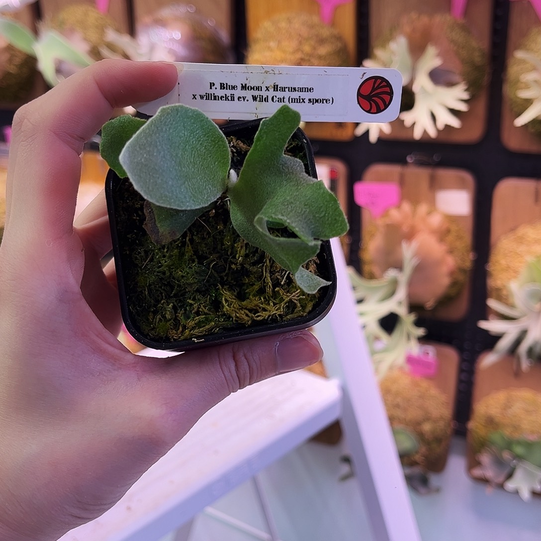 Nook 蓝月 春雨 野猫