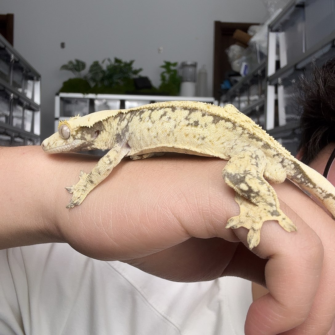 林***O睫角守宫超级奶油