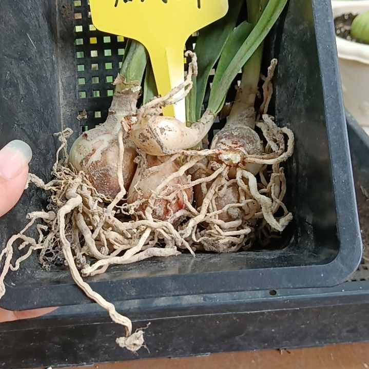 无花朵詹姆斯2+发5个