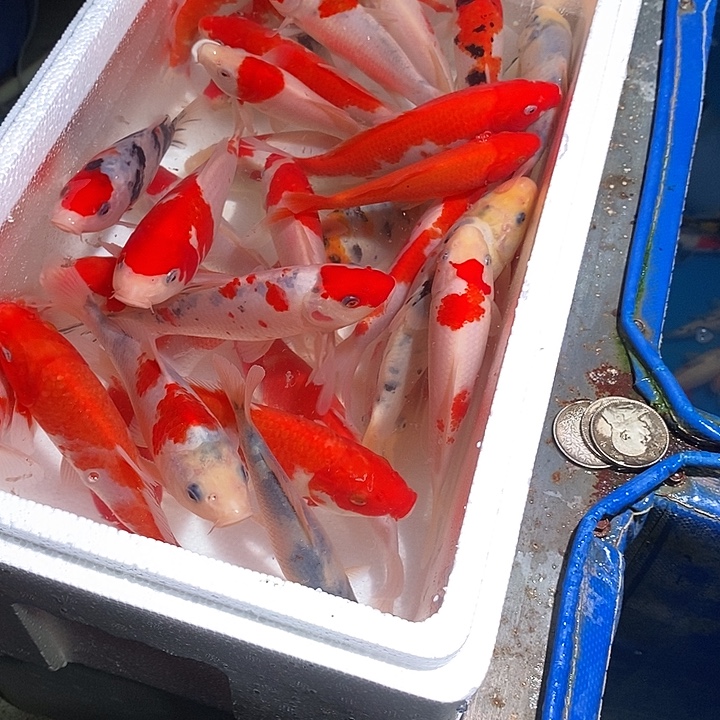 坤***哥锦鲤纯种血统锦鲤观赏鱼