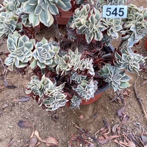 545灿烂缀化多肉植物