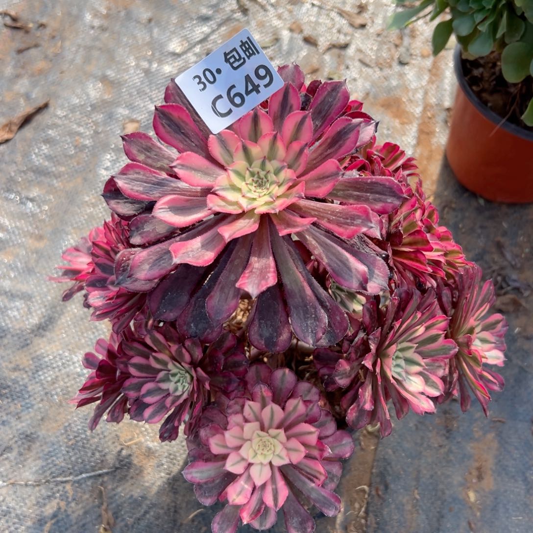 649红铜白多肉法师