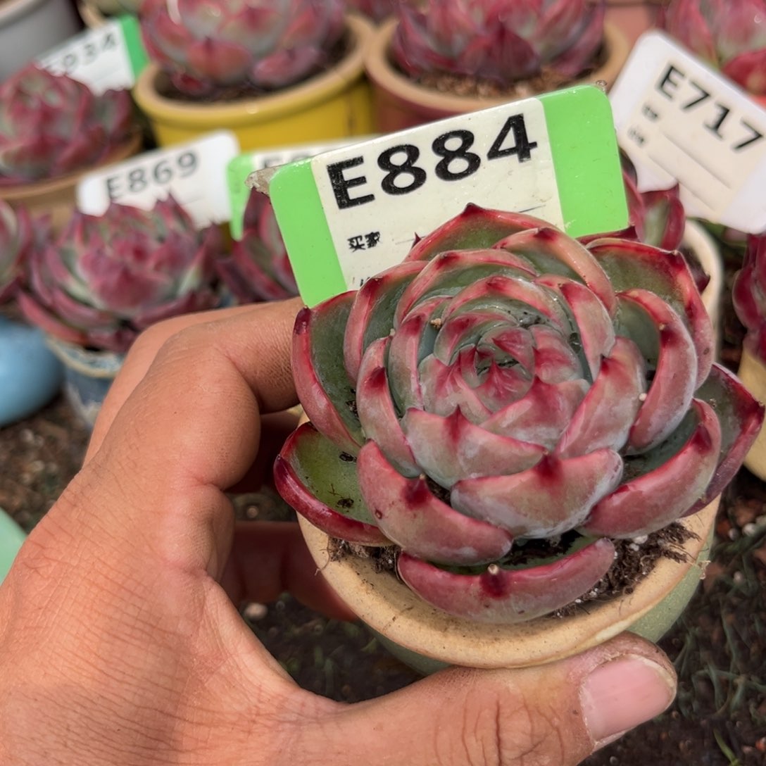 惊鸿一瞥884号多肉