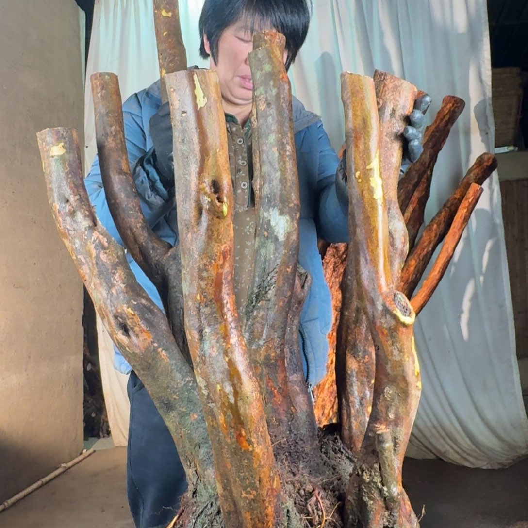 ［***］7877777777777777777