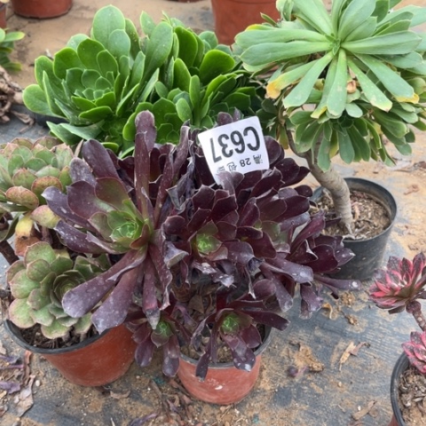 637四个不包断枝