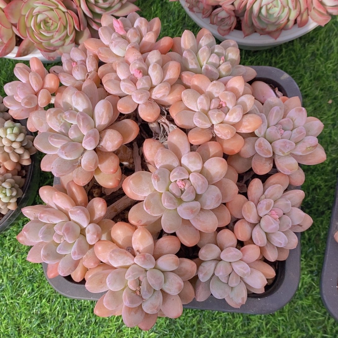 香玉。也一拍 多肉