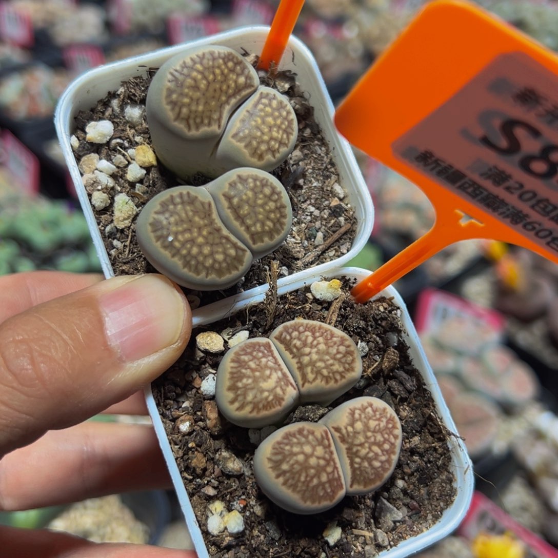 842.843 一物一拍，默认有伤，介意勿拍，不退不换
