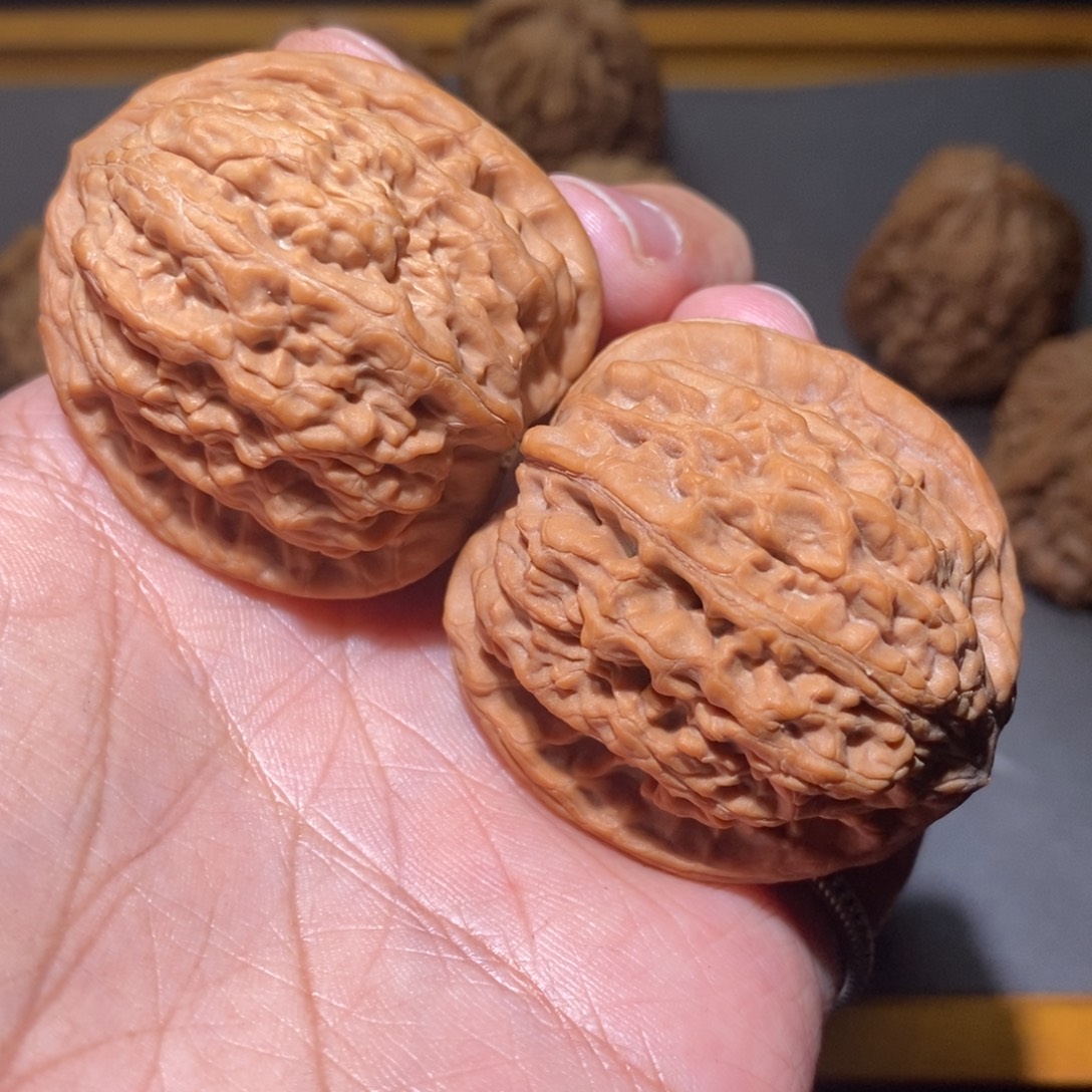 核桃41原树昆仑全品