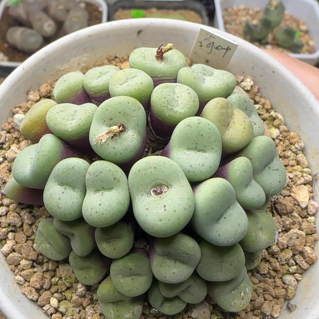 荷叶安贞群多肉植物