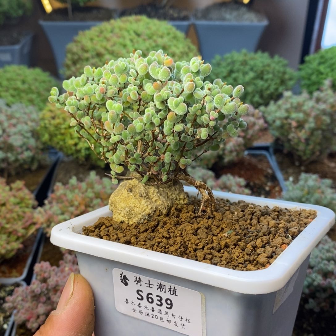 639实生莱斯提根造型桩