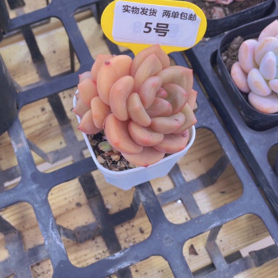 5号 全状态白兰地一个