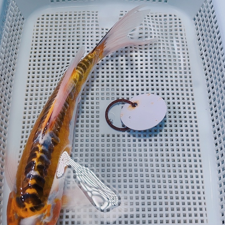 海水鱼锦鲤观赏鱼31