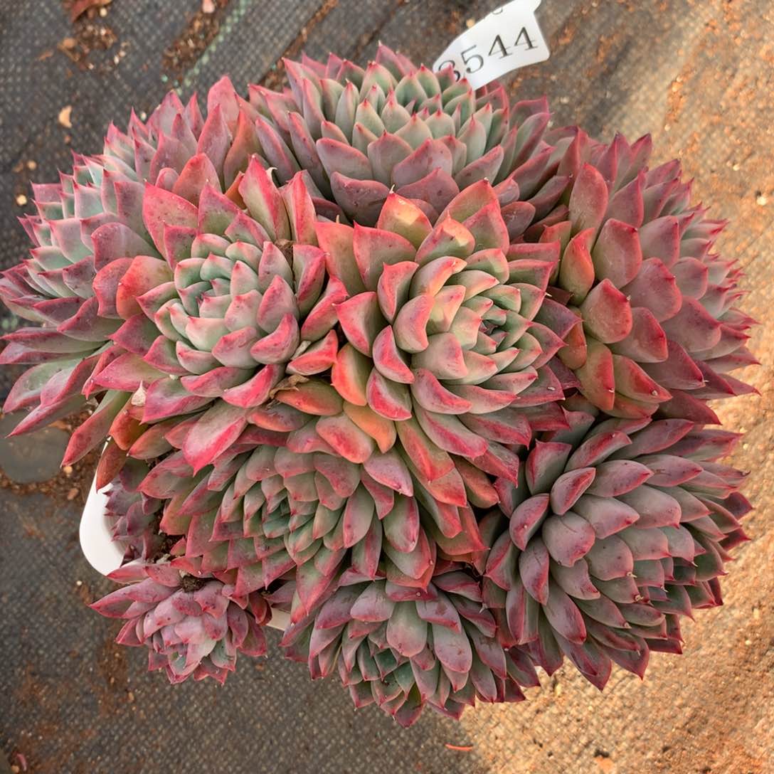 8544杂交多肉植物