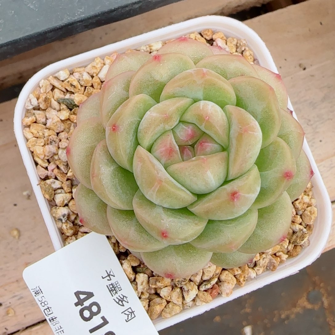 绿透，4818多肉植物