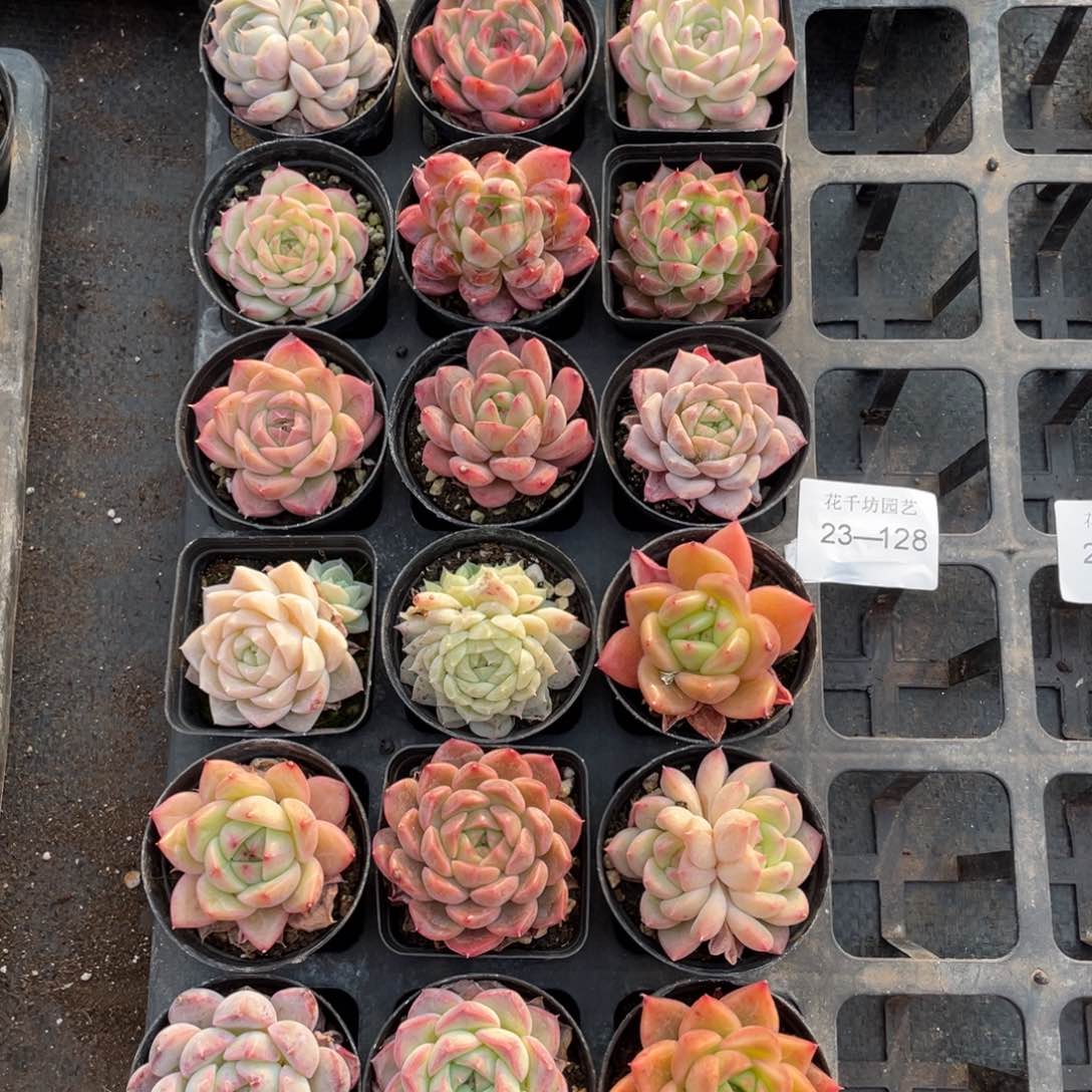 一物一拍18颗23-128