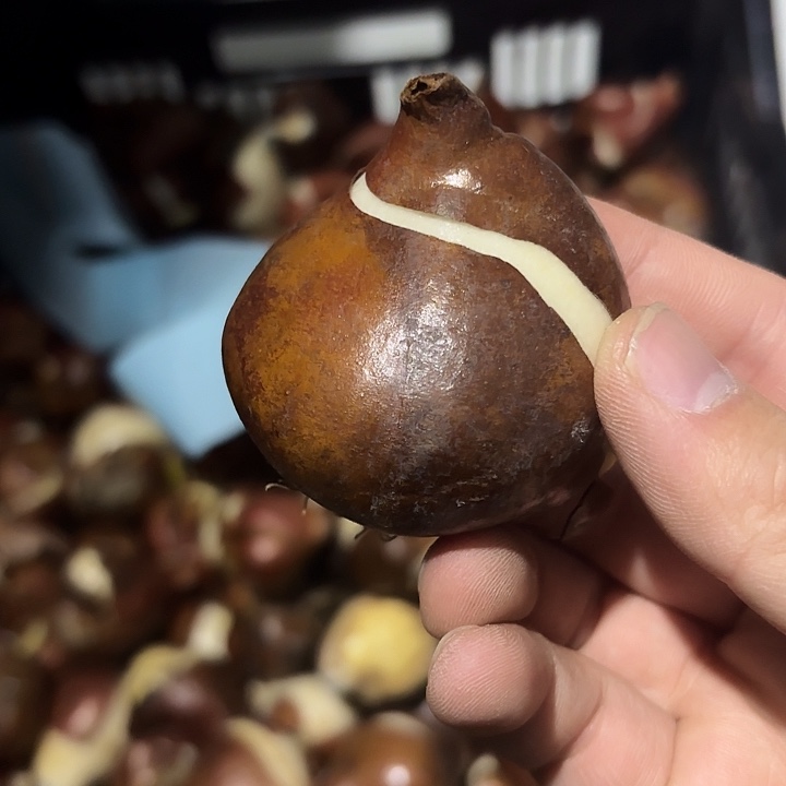 重瓣小黑人五度球郁金香