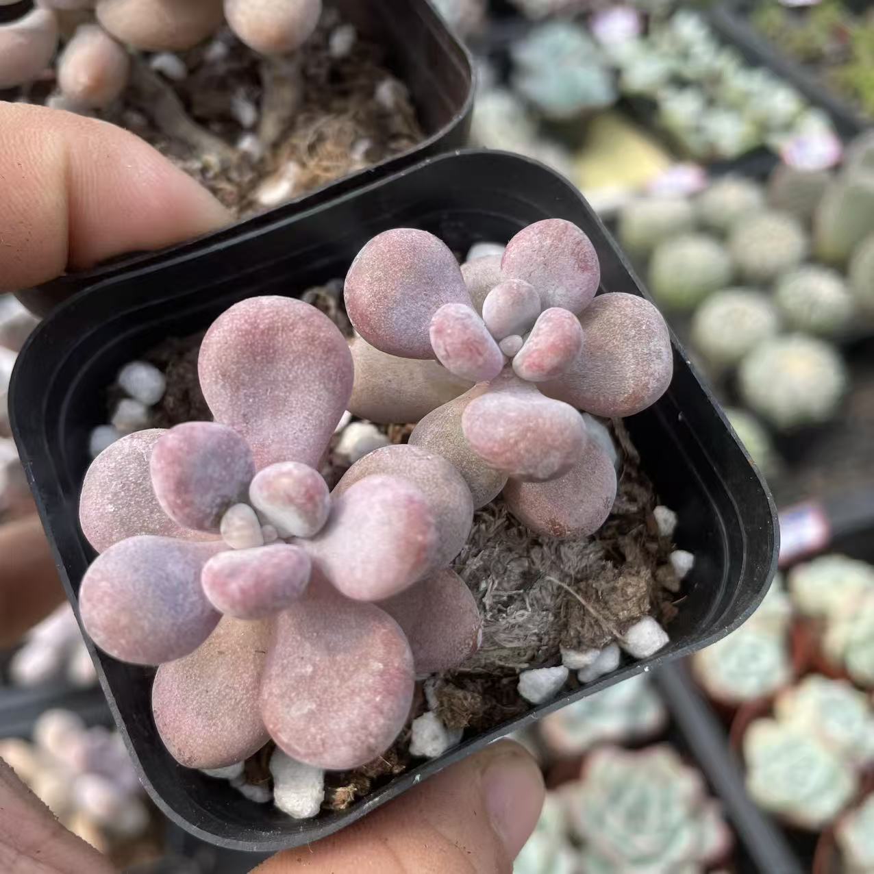 6.5方盆双头桃蛋多肉植物室内阳台盆栽好养