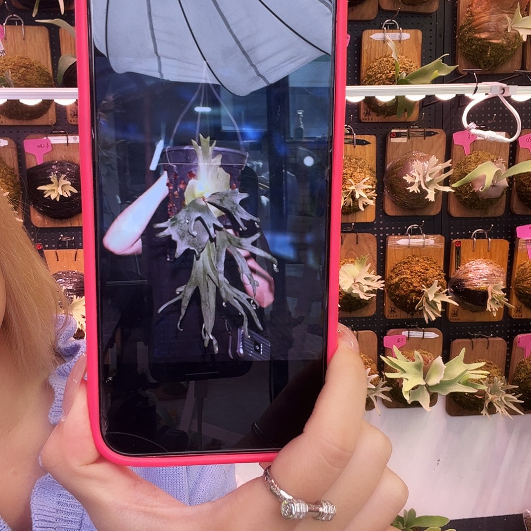 yot 美杜莎 小体 侧