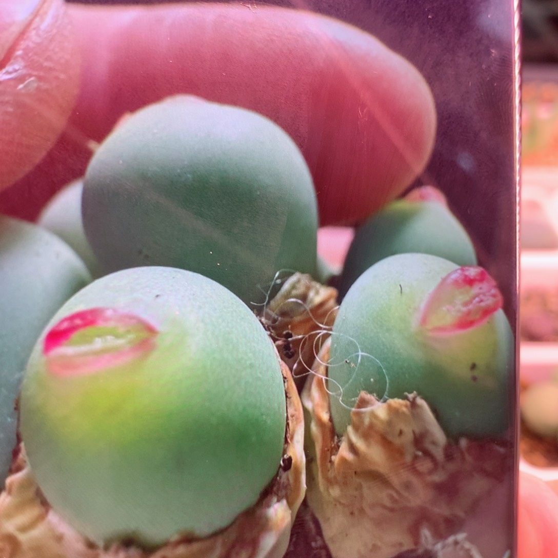 粉嘴嘴植物一头价格一物一拍选择植物