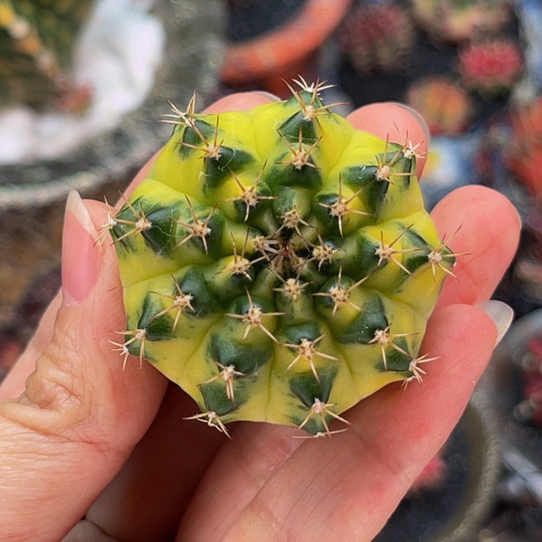 轻***风专拍的 米哈仙人球