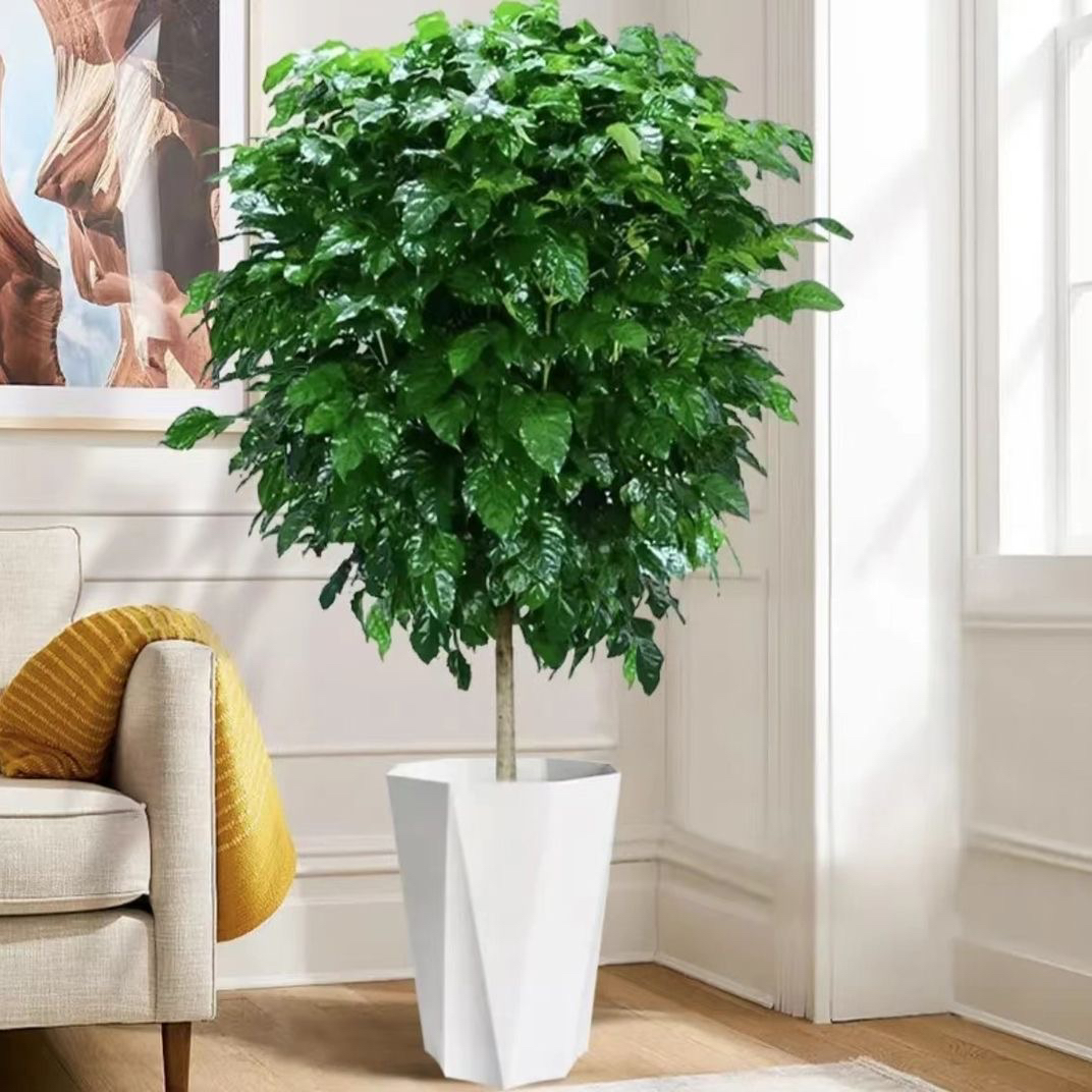 【新疆包邮】幸福树绿植盆栽/室内净化空气新手懒人好养活