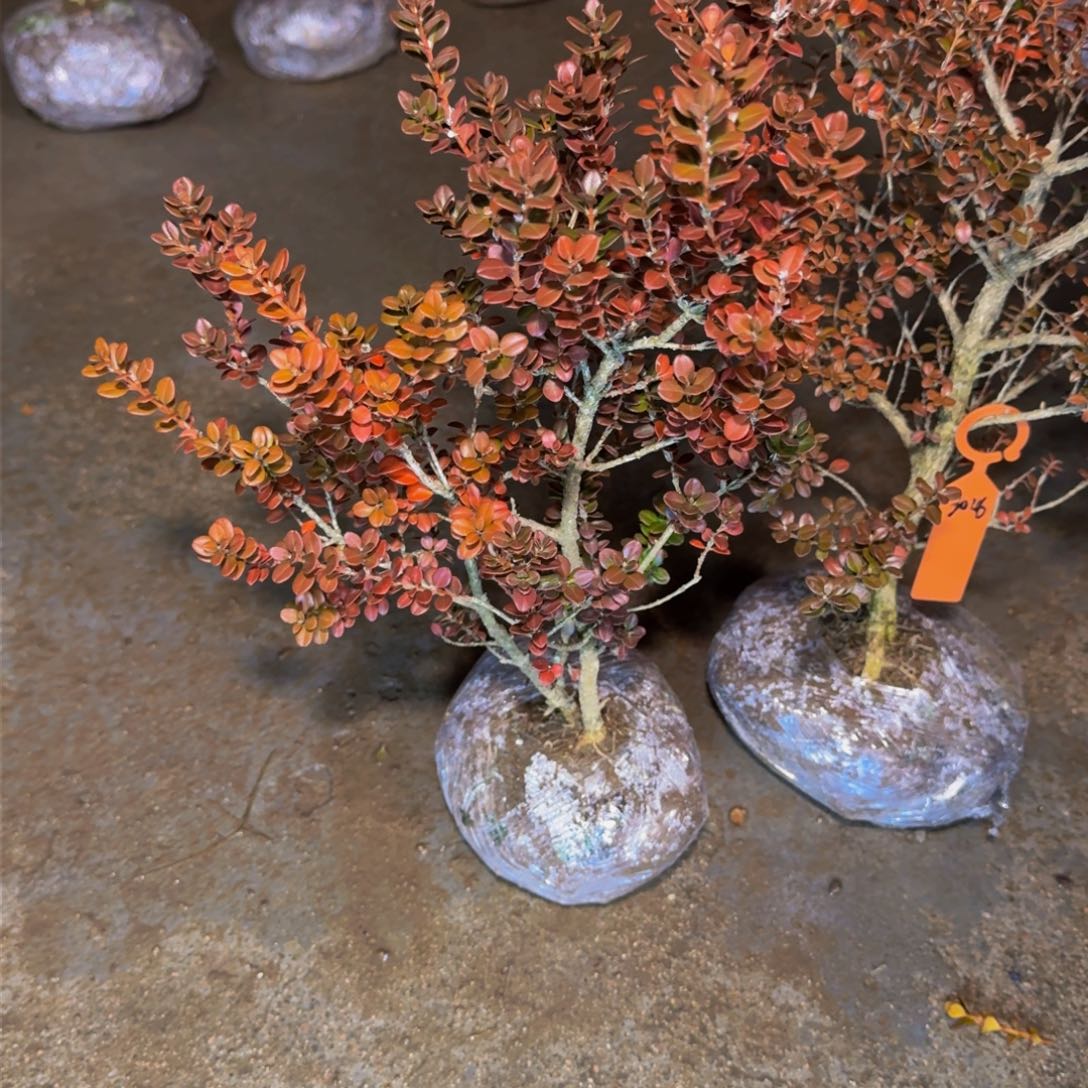 完全开放用****6