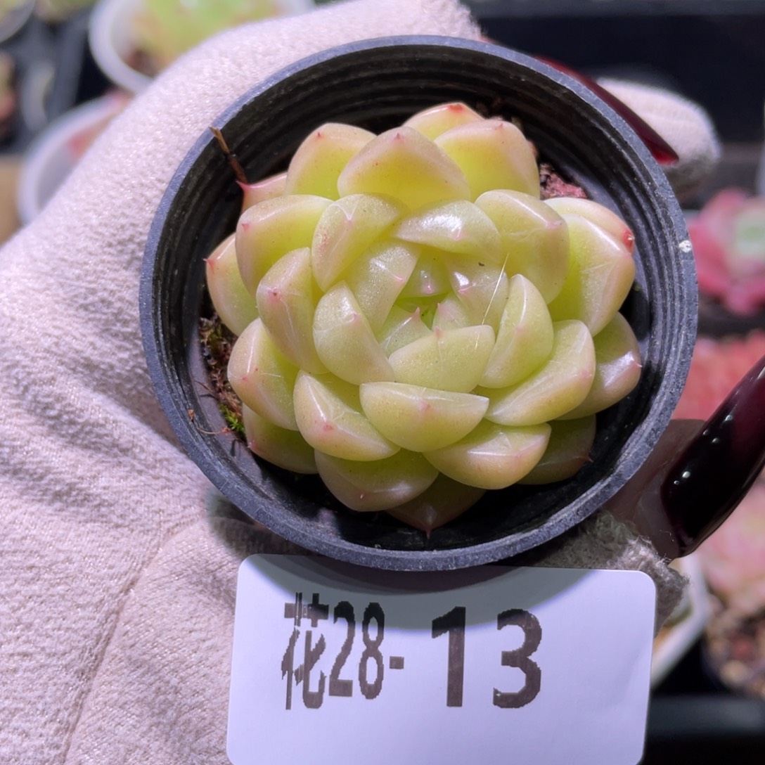 花利美28-13麦秆单头