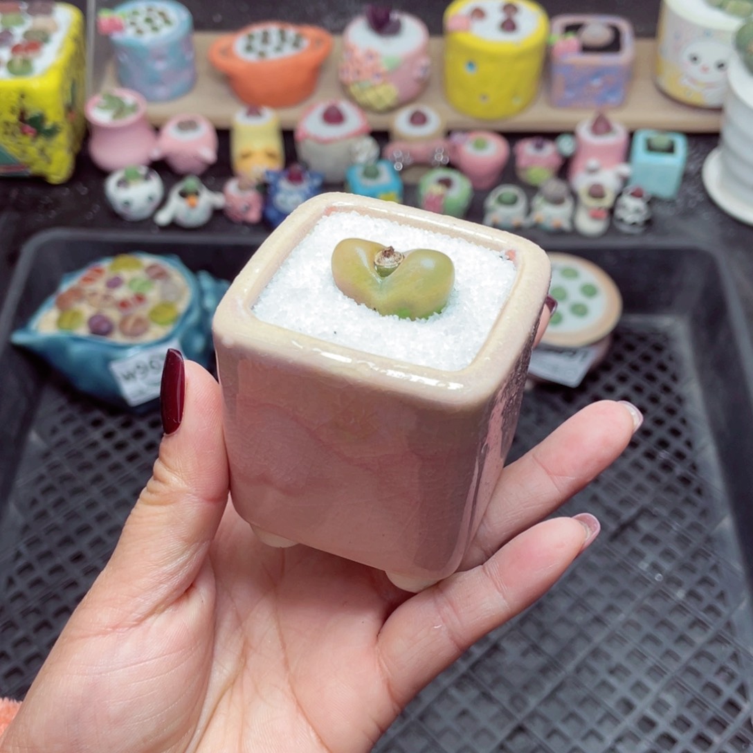 w9692 带盆土发货-零下地区拍保温箱