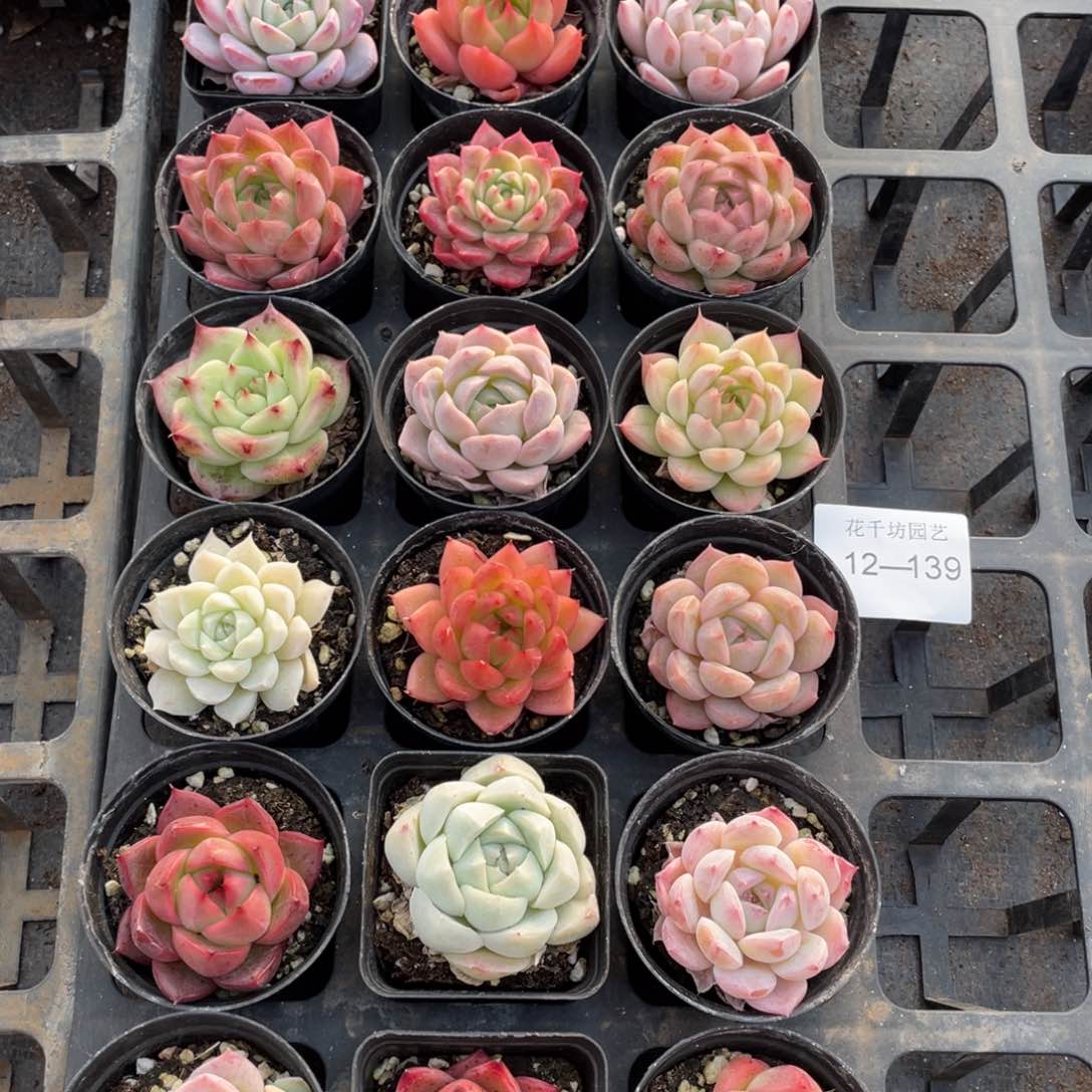 一物一拍18棵12-139