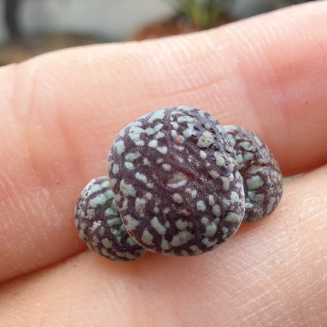 2.9.50/超墨三头//多肉