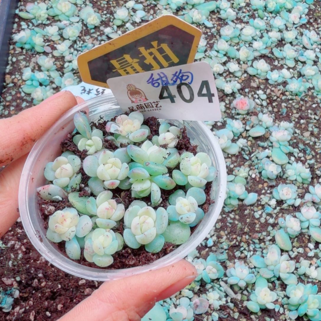 多肉植物多肉植物