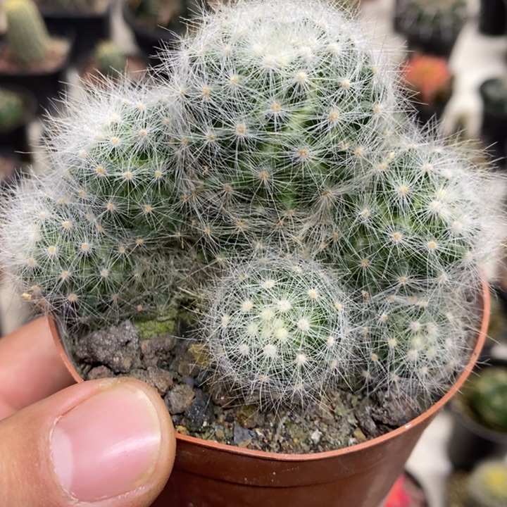 芳香丸群特价福利