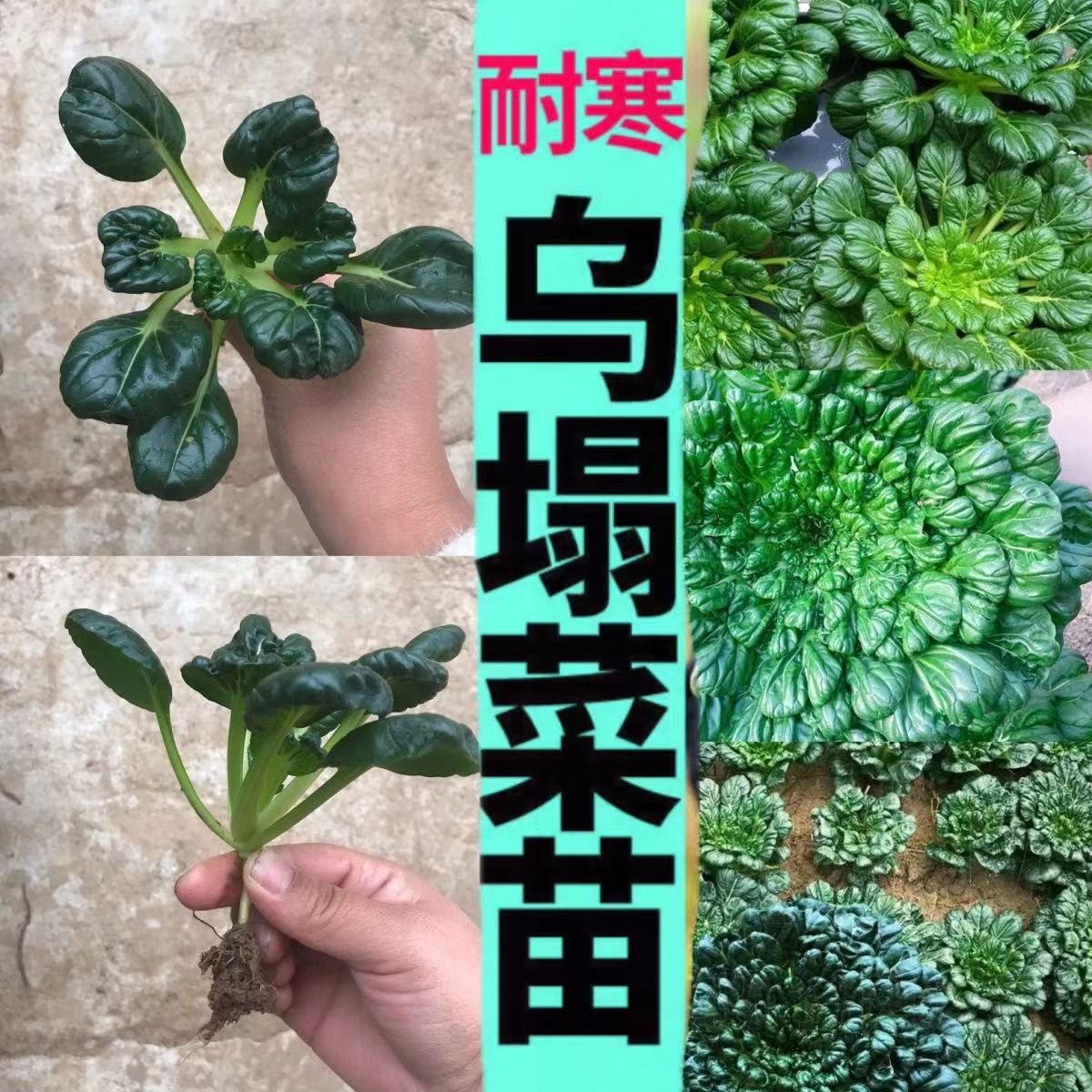 乌塌菜秧苗黄心乌塌菜苗家庭阳台小院四季种植盆栽地栽易种易活