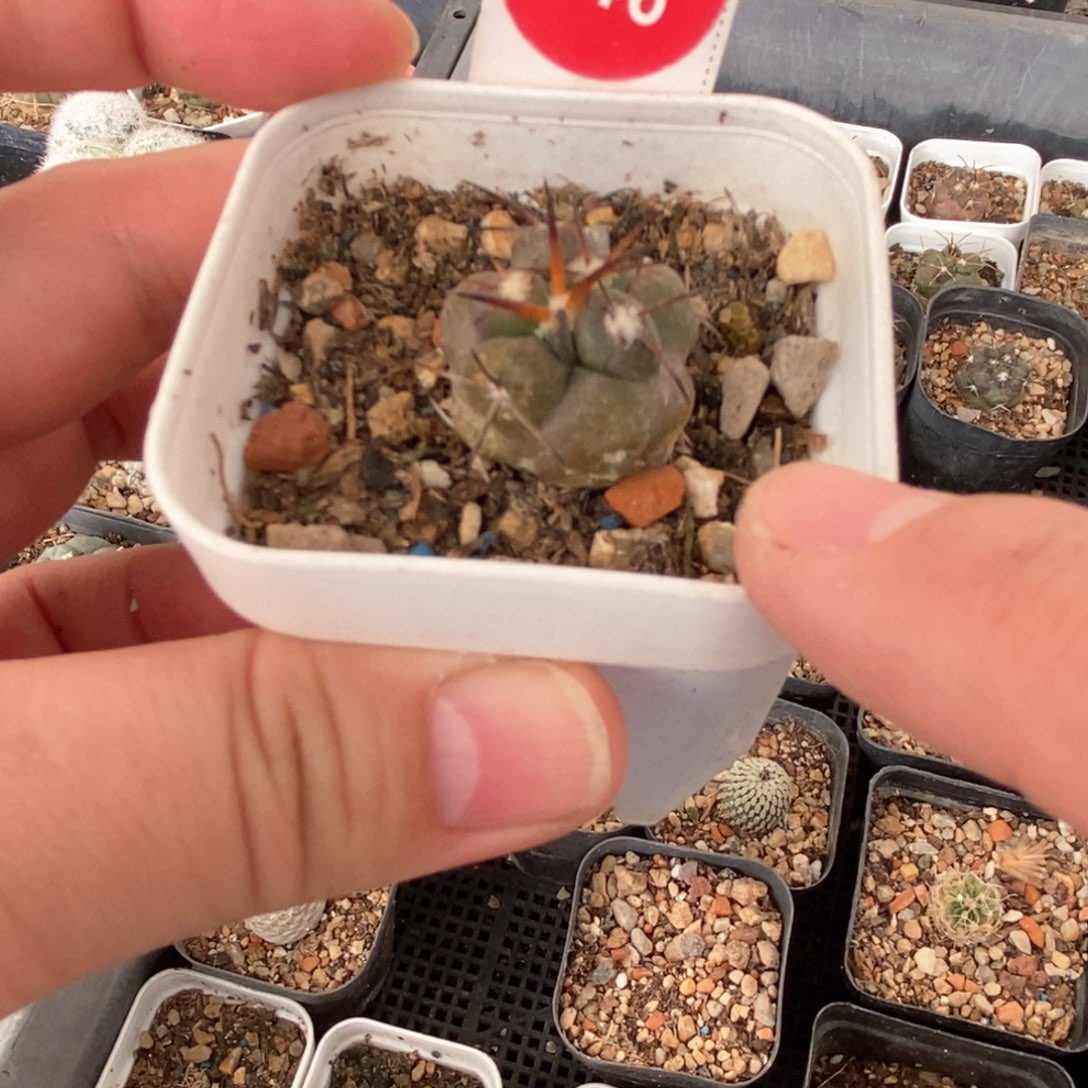 实生狂刺龙爪球2.1cm