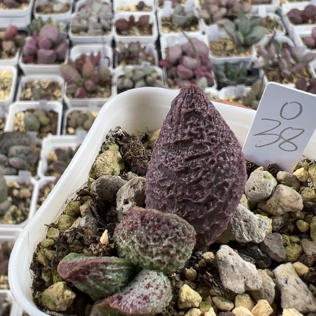 紫色系斑点款实生新品