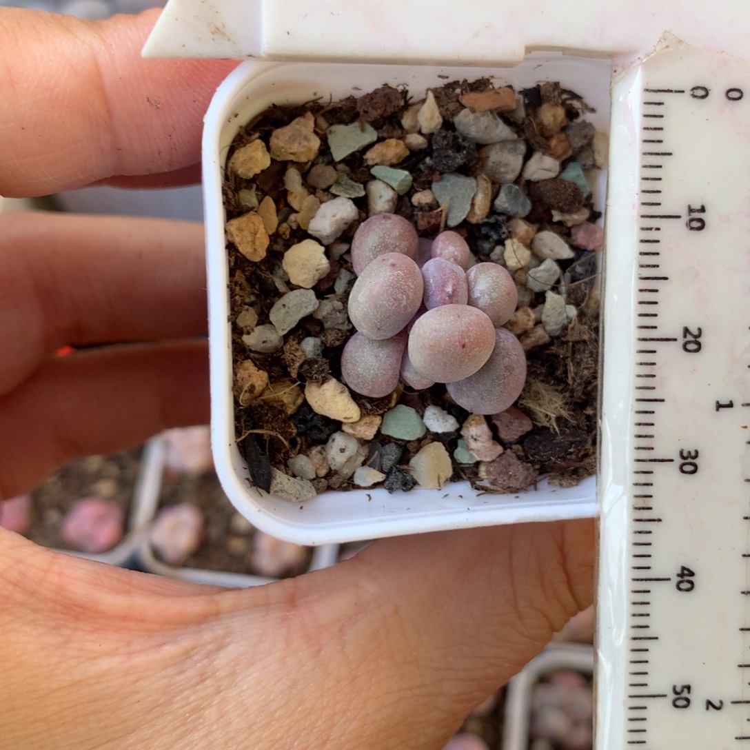 米可奶球子米可奶 不凑满28元发一片叶 不售后 到付