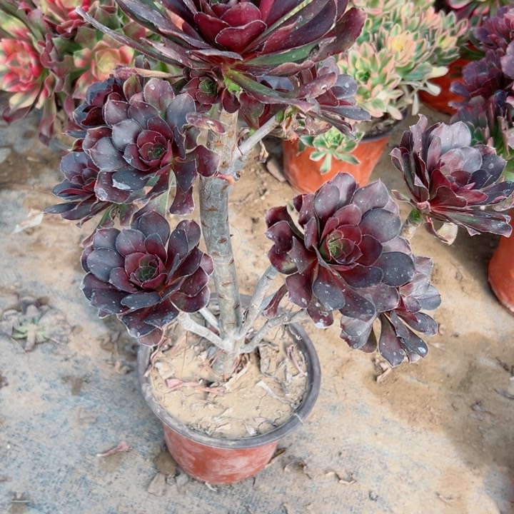 318圆叶多肉植物