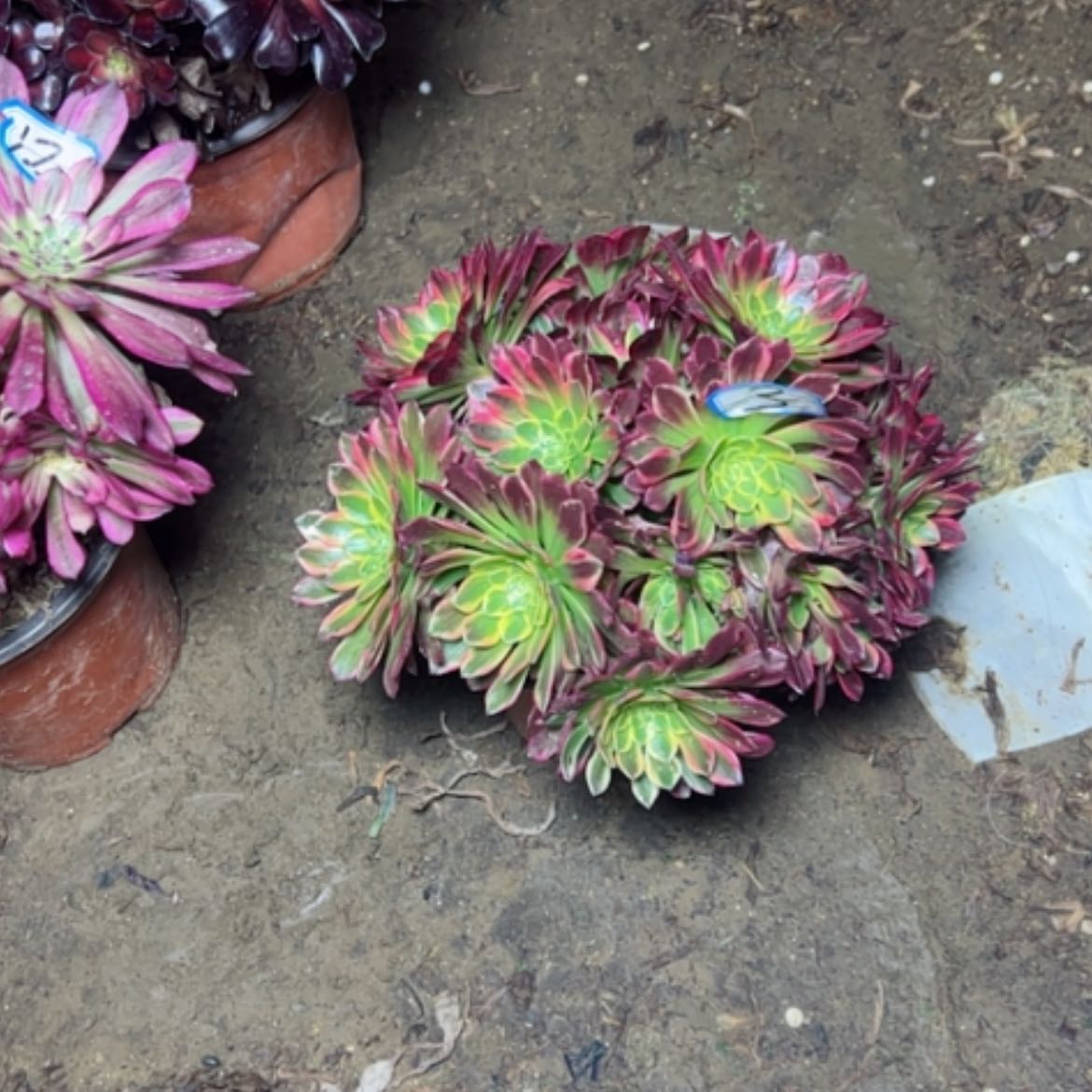 【闪购商品】多肉植物朝霞3