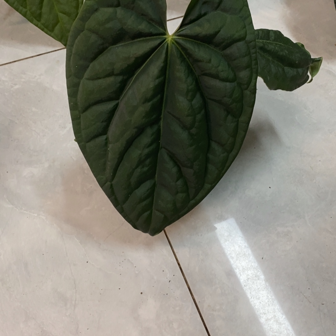 周***玩完全开放2 黑水晶杂奢华
