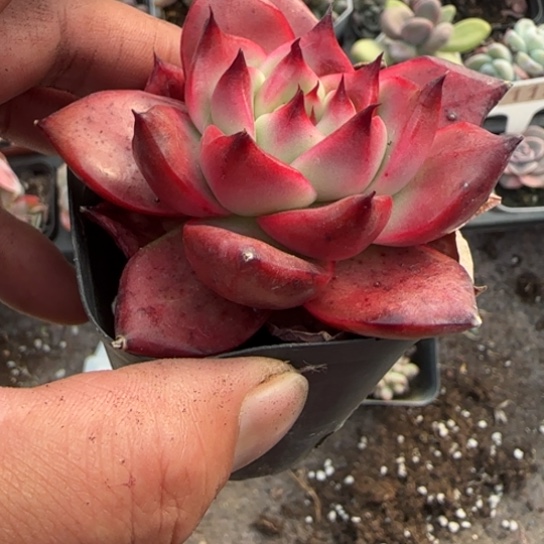 149阿姆斯壮多肉植物