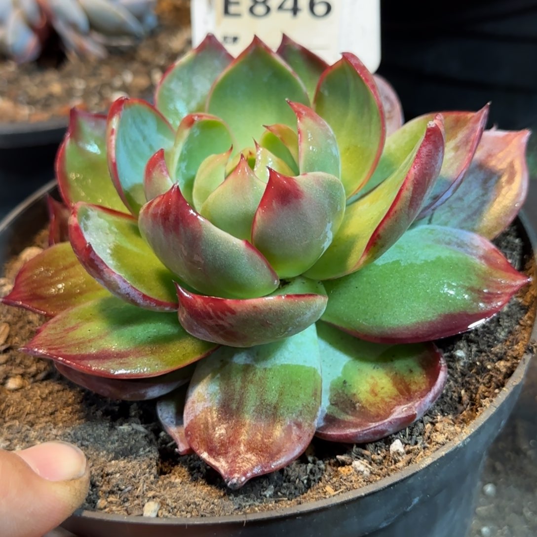 惊鸿一物一拍包装收缩花旱846