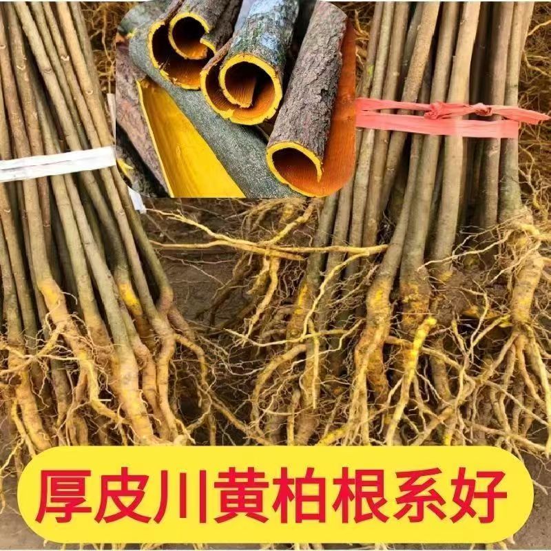 中药材大叶厚皮川黄柏树苗适用于南北方种植造林绿化