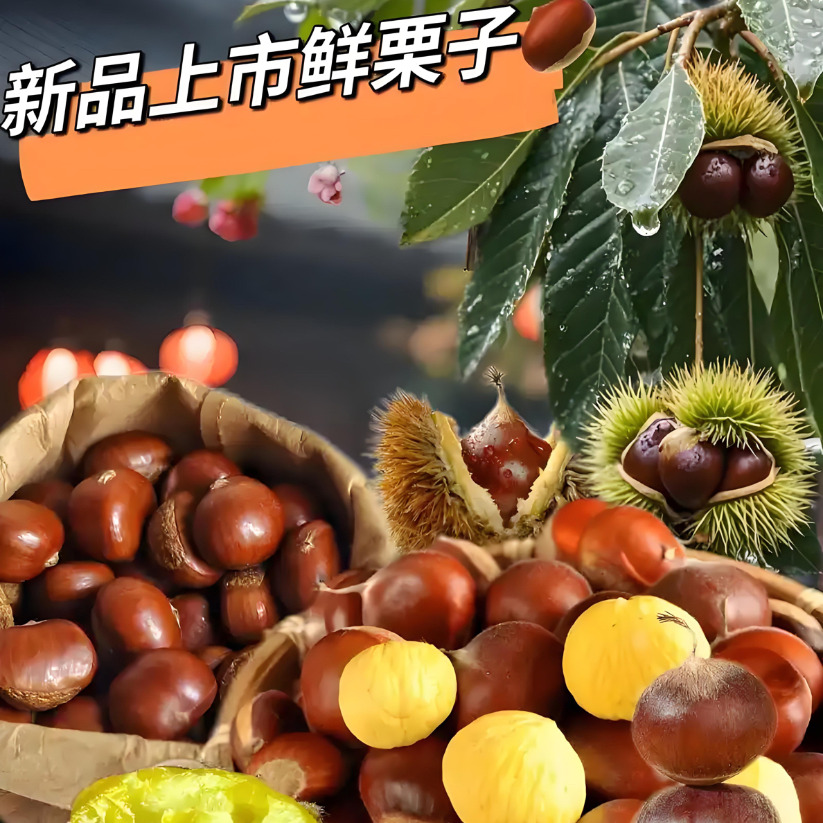 新鲜带壳毛栗子深山老树板栗香味浓郁颗粒饱满香糯甘甜