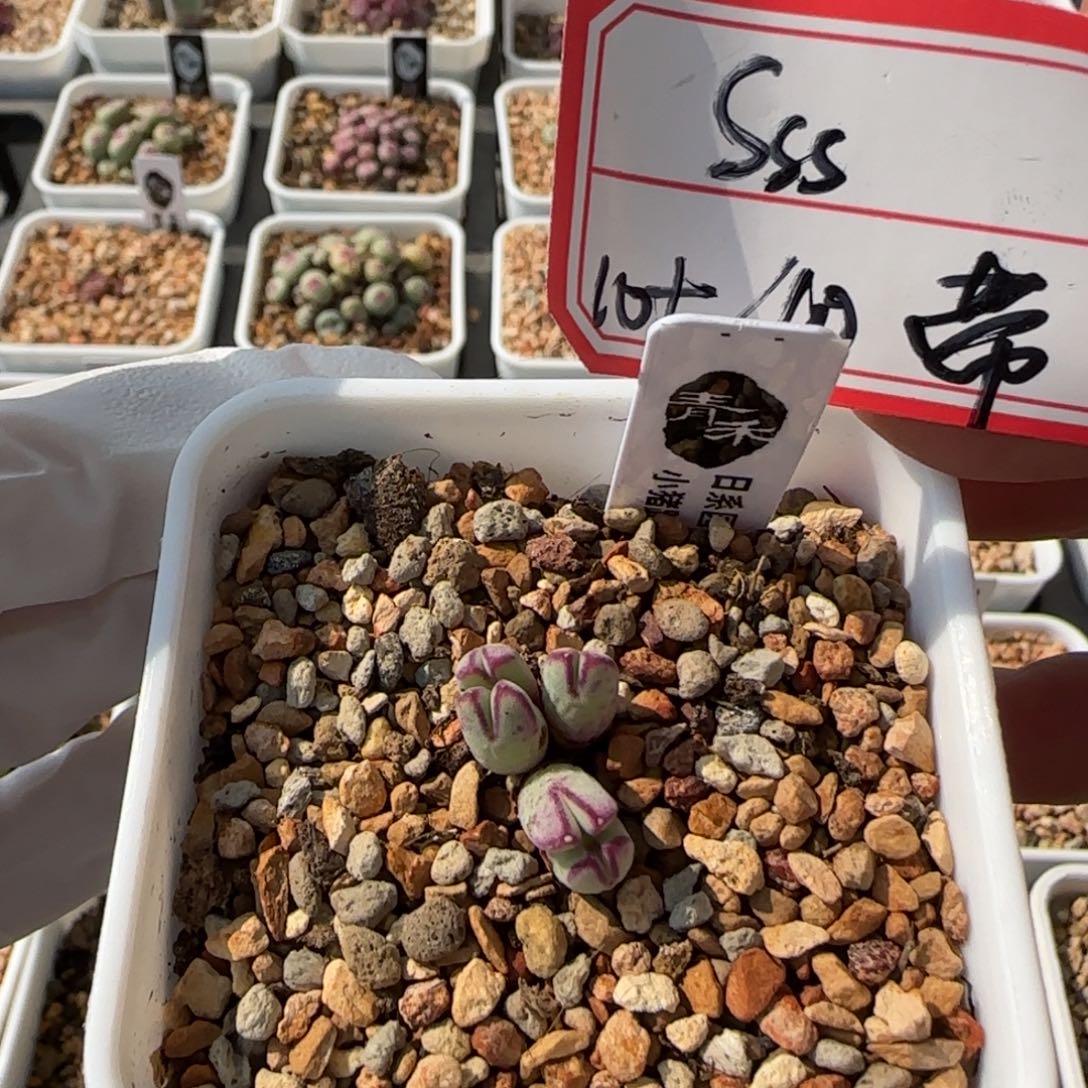 S****?5-24当天满38包邮日系985加换